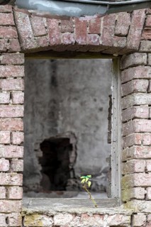 Window opening in a ruin with a green plant