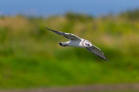 Nature scene from lake Michigan
