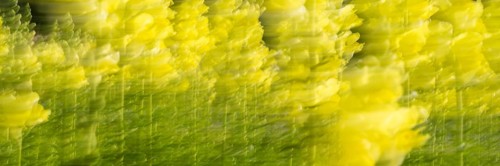 Snapdragon wiping picture