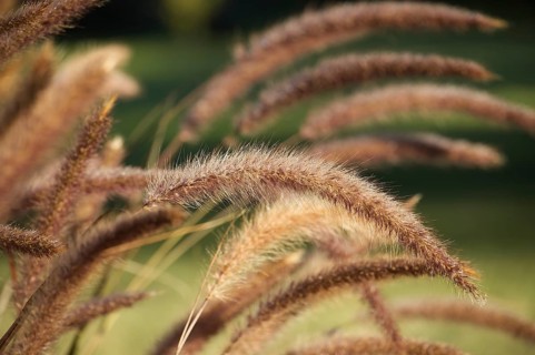 Pennisetum, purple ornamental grasses highlighted by the light of the golden hour against a green