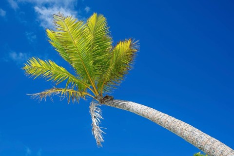 Fronds of a coconut palm (Cocos nucifera) against the sky, private island, bird island, privileged,