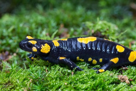 Fire salamander, Salamandra salamandra, fire salamander