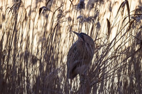 Bittern, Botaurus stellaris, Eurasian bittern