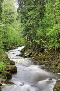 Buchberger Leite, Bavaria, Germany, Europe