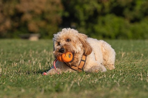 Goldendoodle playing in a meadow