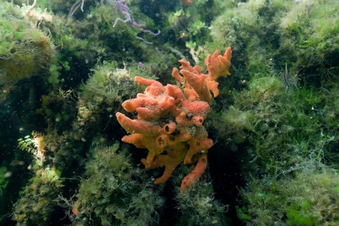 Sponge in Jellyfish Sea, Jellyfish Sea, Micronesia, Palau, Oceania
