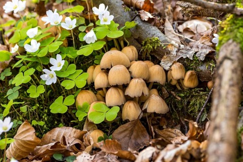 Group of brown dwarf mushroom lamellae among flowering wood clover
