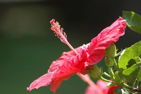 Detail of red hibiscus, Hibiscus rosa-sinensis, in garden setting