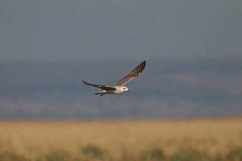 Grossmoewe, gull