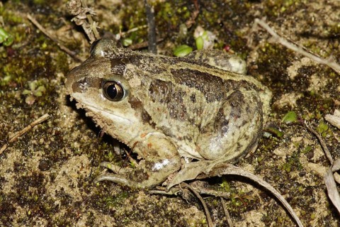 Common spadefoot toad, Pelobates fuscus, toad