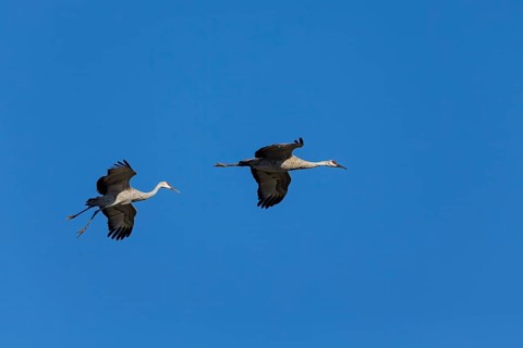 The Sandhill crane (Antigone canadensis) in flight