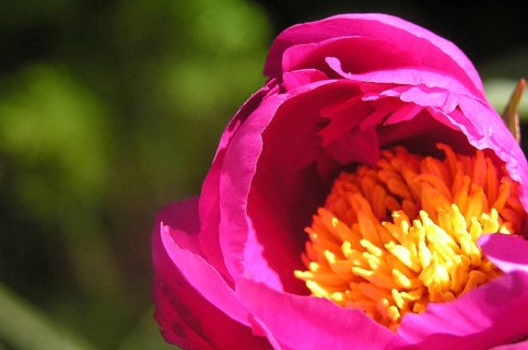 Pink and yellow peony bud opening up