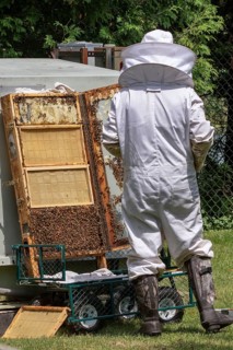 The beekeeper checks honeycomb, working with bees and collects honey in garden