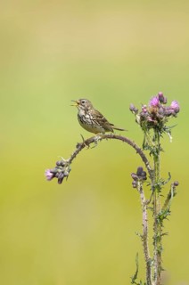 A meadow pipit sitting on a thistle