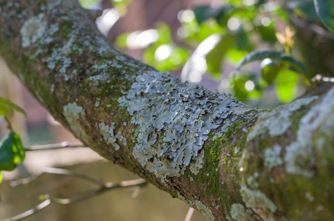Ax felled tree with lichens close up