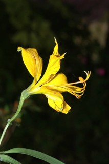 Peruvian lily, the yellow Alstromeria aurantiaca flower