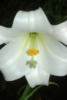 Down the throat of a large white lily