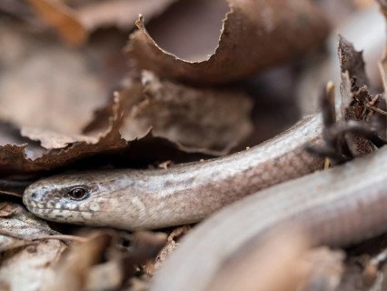 A western slow worm hides under old leaves