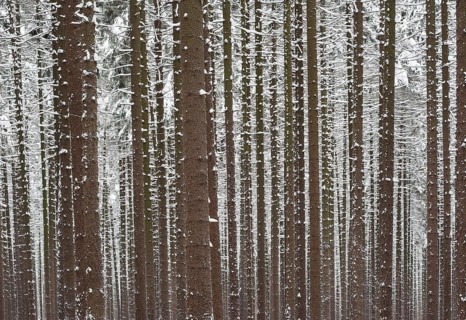 Snow-covered spruce forest