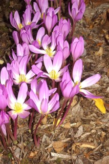 Mauve crocus flowers, probably Crocus tommasianus, from Europe