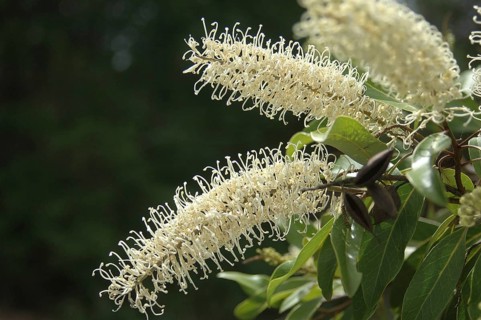 Spray of whie flowers, possibly a grevillea