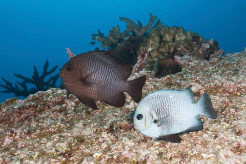 Spawning three-spotted damselfish, Dascyllus trimaculatus, Christmas Island, Australia, Asia