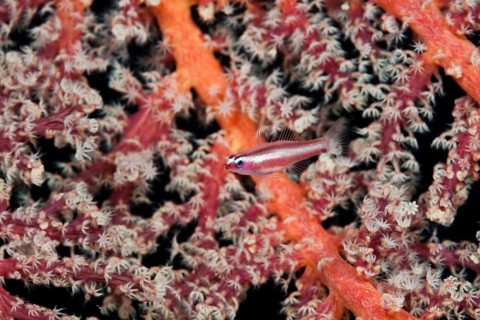 Pink-striped dwarf goby, Eviota bifasciata, Tufi, Solomon Sea, Papua New Guinea, Oceania