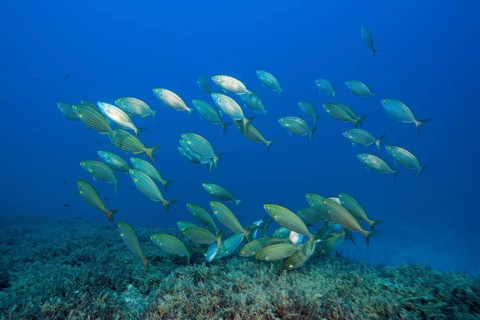 Shoal of golden stripe, Sarpa salpa, island Vis, Mediterranean Sea, Croatia, Europe