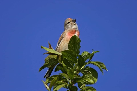 Common linnet, Carduelis cannabina, common linnet