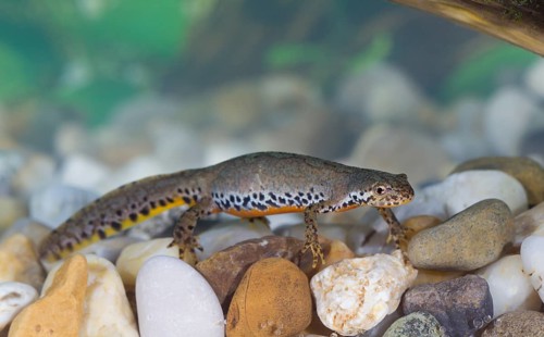 Alpine newt, Triturus alpestris