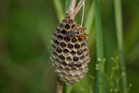 Field wasp at the nest, Polistes, wasp with nest