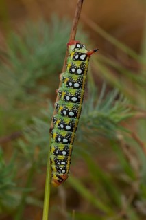 Spurge hawk-moth, caterpillar, Hyles euphorbiae, spurge hawk-moth, caterpillar