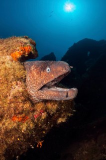 Brown moray eel on Teti Wreck, Gymnothorax unicolor, Vis Island, Mediterranean Sea, Croatia, Europe
