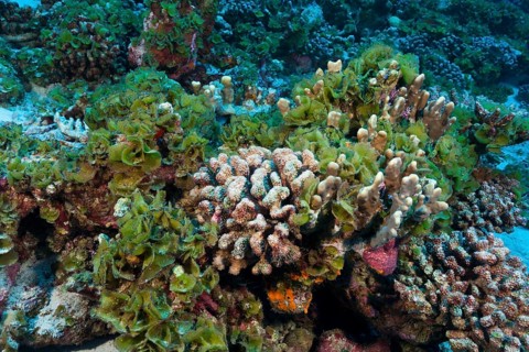 Coral bleaching, Fakarava, Tuamotu Archipelago, French Polynesia, Oceania