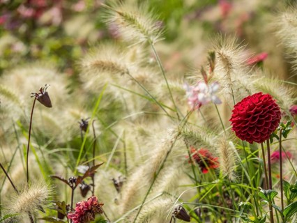 Red flower stands out amidst wild grasses in the summer garden, Bad Lippspringe, Germany, Europe