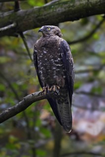 Honey buzzard, female, Pernis apivorus, European honey buzzard, female