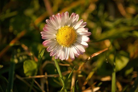 Daisies on a meadow. White pink flowers in the green meadow. Delicate colors in nature