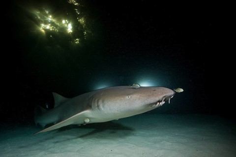 Nurse shark at night, Nebrius ferrugineus, Felidhu Atoll, Maldives, Asia