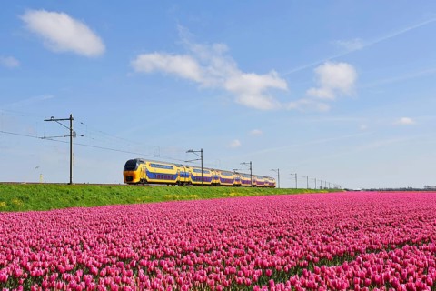 Den Helder, Netherlands. May 2023. Dutch train passing a blossoming field of tulips