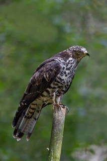 Honey buzzard, female, Pernis apivorus, European honey buzzard, female