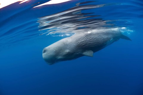 Sperm whale bull, Physeter catodon, Lesser Antilles, Caribbean, Dominica, Central America