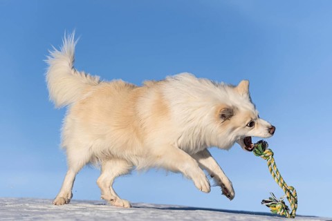 Rope games, Icelandic dog in winter landscape