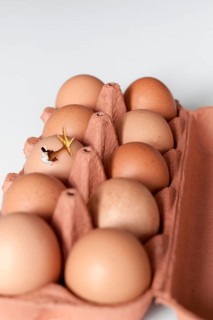 Hatching chick frees itself from the egg