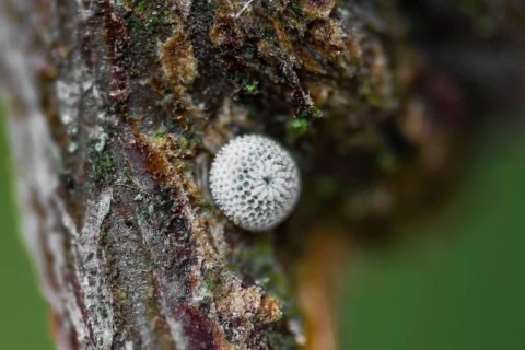 Kidney Spotted Fritillary, egg, Thecla betulae, brown hairstreak, egg
