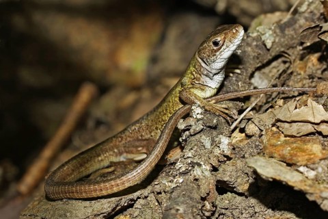 Green lizard, Lacerta viridis, European green lizard