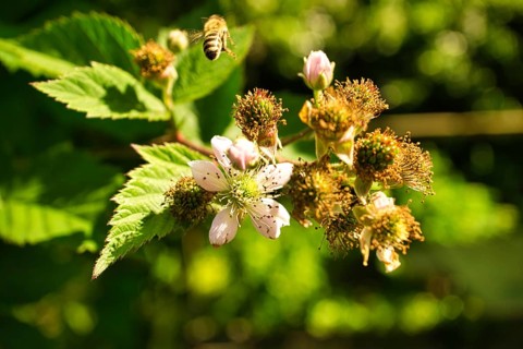 Honey bee collecting nectar on a white blossom of apple tree. Busy insects from nature. From bees