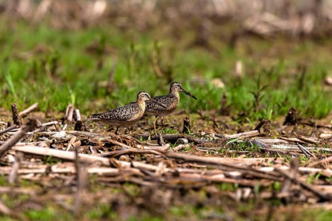 The short-billed dowitcher (Limnodromus griseus), shorebird in the marsh. Adult birds in summer