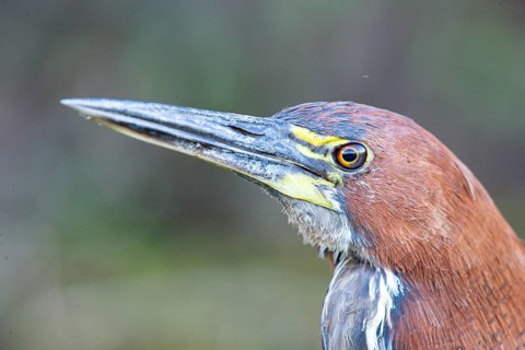 Rufescent tiger heron (Tigrisoma lineatum) Pantanal Brazil