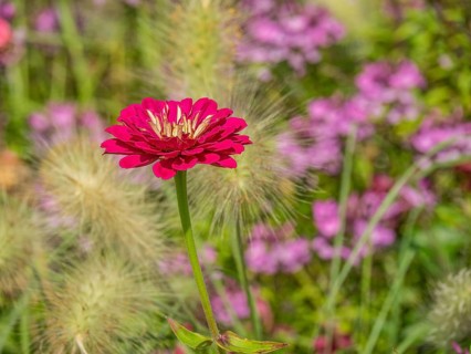 Red flower in focus, surrounded by wild grass and blurred background, Bad Lippspringe, Germany,