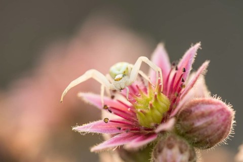A Goldenrod crab spider lies in wait for prey on a houseleek flower
